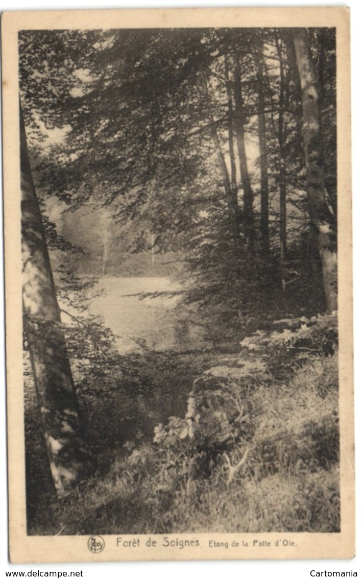 Forêt De Soignes - Etang De La Patte D'Oie - Auderghem - Oudergem