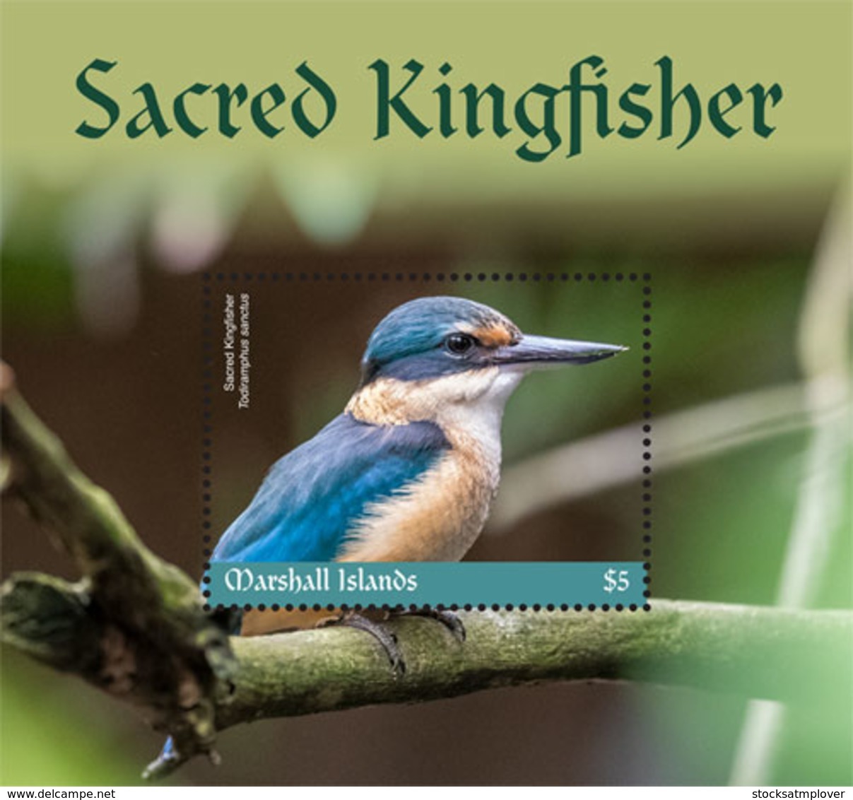 Marshall Islands   2019 Fauna   Sacred Kingfisher   I201901 - Islas Marshall
