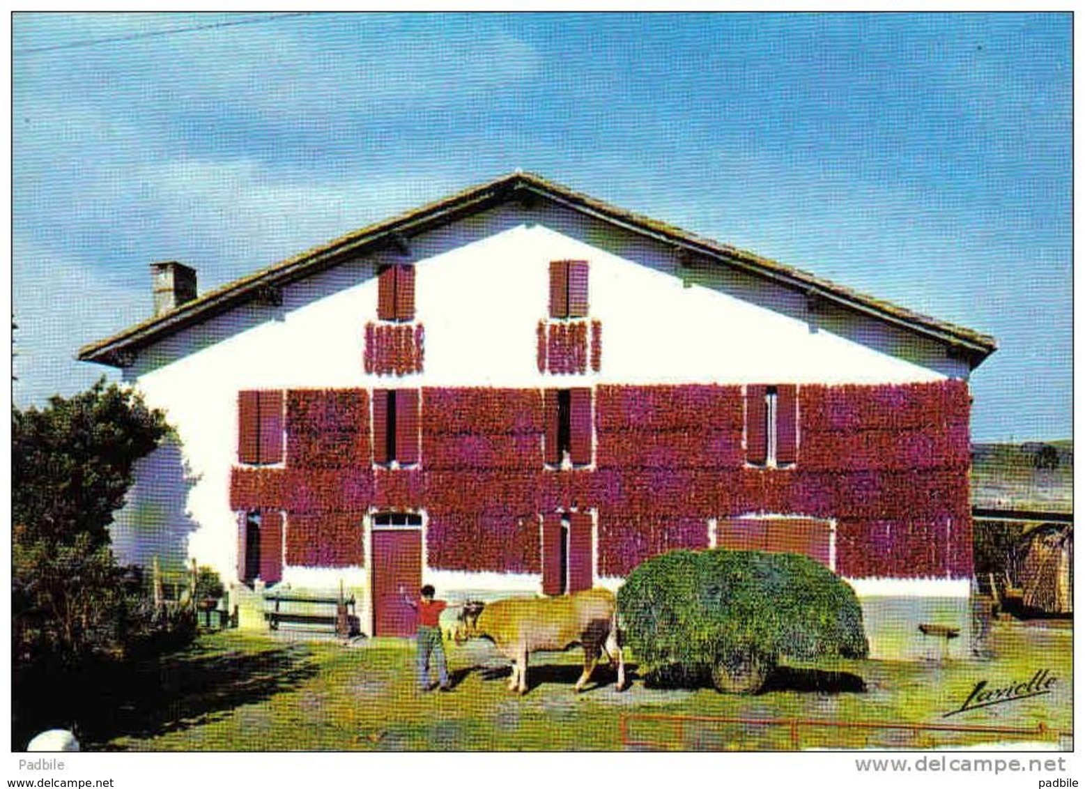 Carte Postale 64. Espelette Séchage De Piments à La Ferme Trés Beau Plan - Other & Unclassified