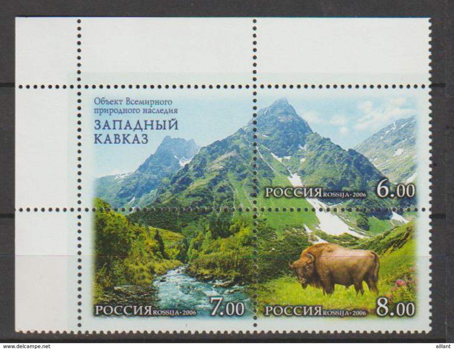 Russie. Russia. 2006. Bison. Buffalo. - Vaches
