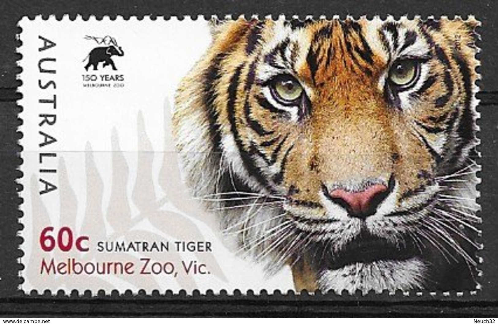 Tigre, Son Regard - Big Cats (cats Of Prey)
