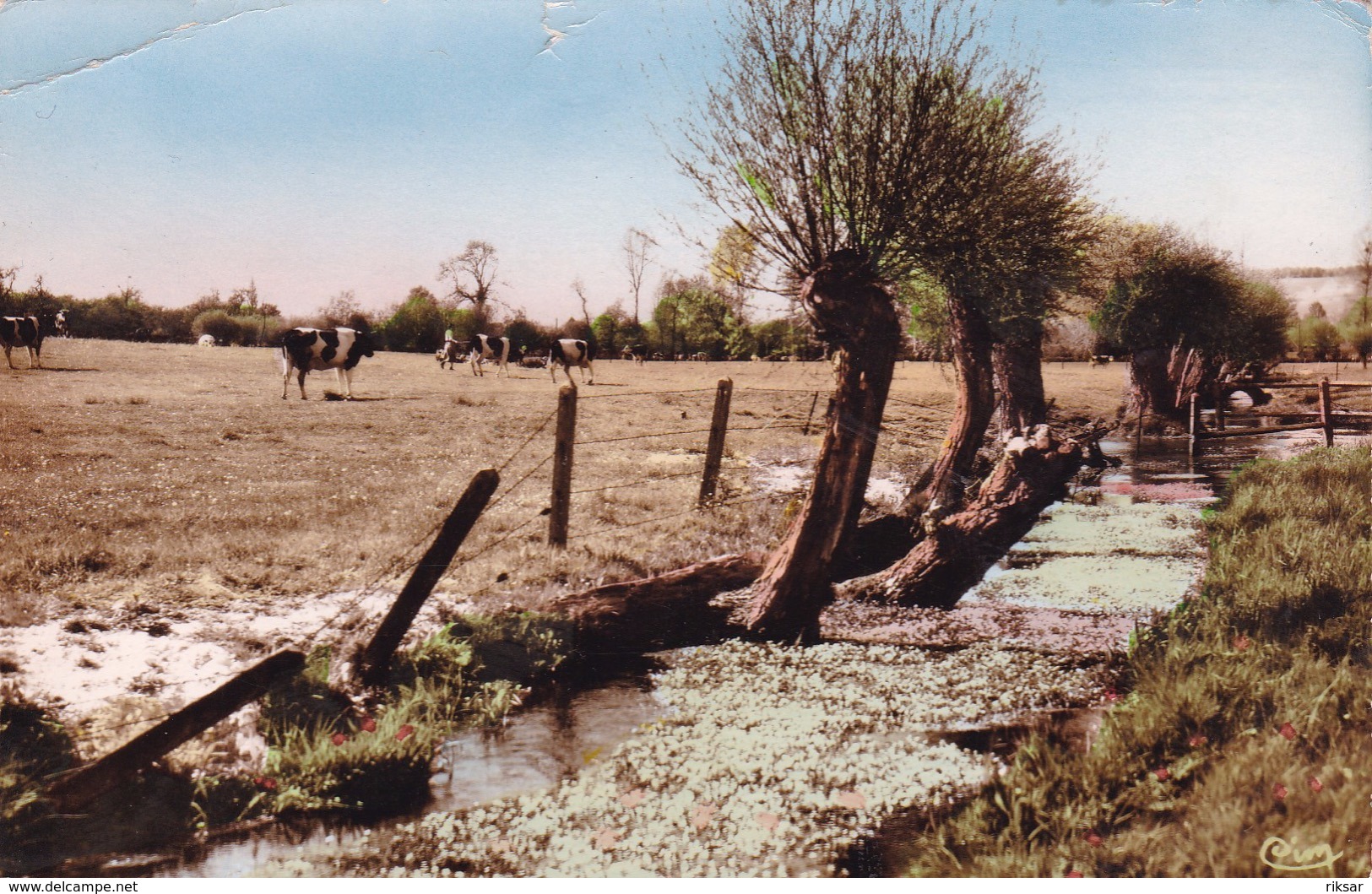 LONDINIERES(ARBRE) - Londinières