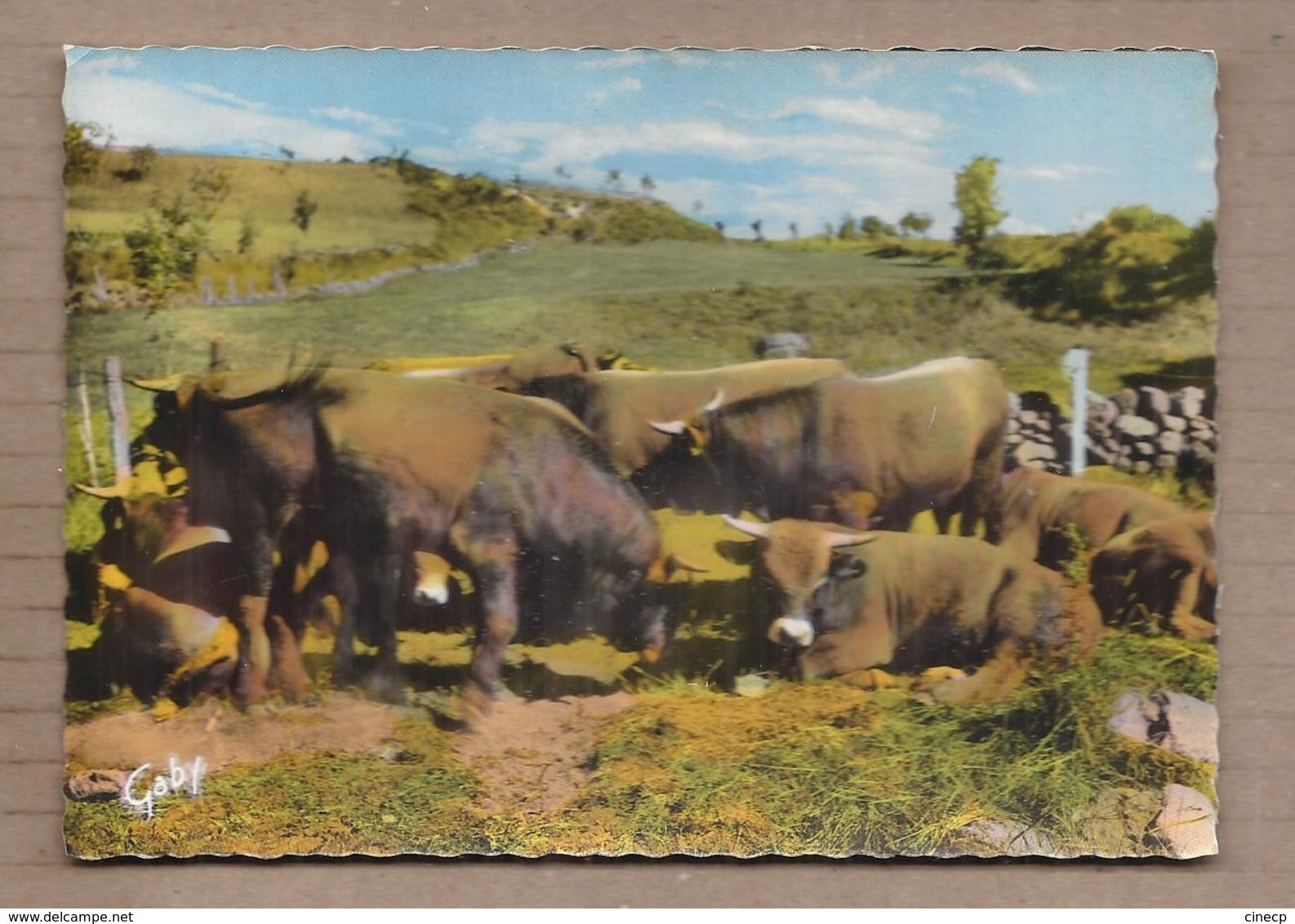 CPSM 12 - AUBRAC - TAUREAUX D'AUBRAC - TB GROS PLAN TROUPEAU - Altri & Non Classificati