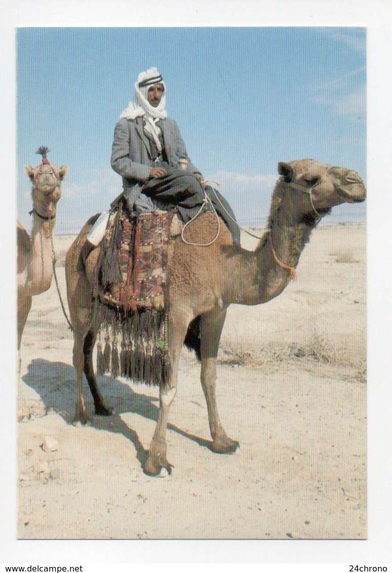 Israel: Camel In The Desert, Desert De Judee, Chameau (19-1803) - Israel