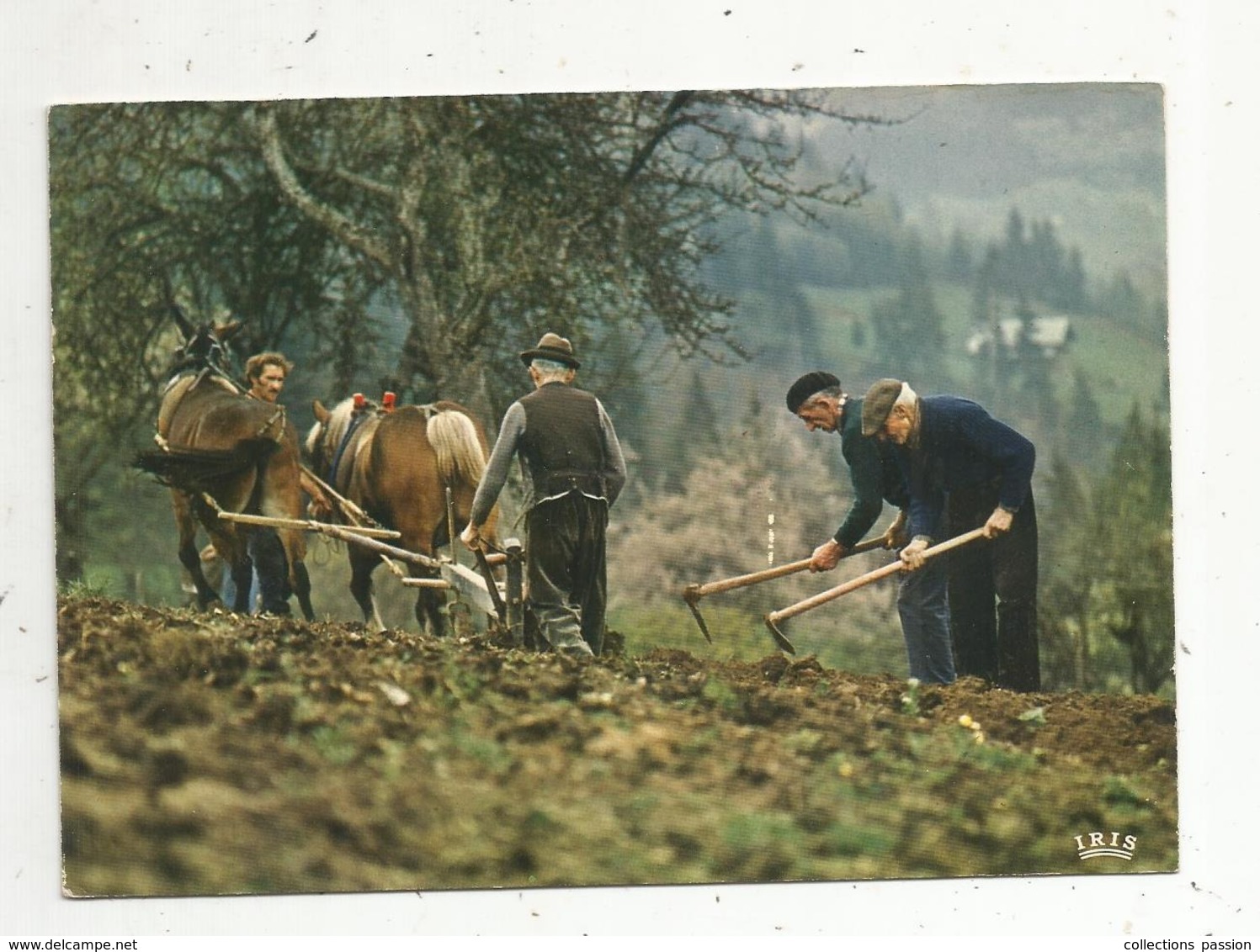 Cp, Agriculture , Culture , LABOURS ,métier: Agriculteur,attelage ,chevaux,voyagée 1983 - Cultivation