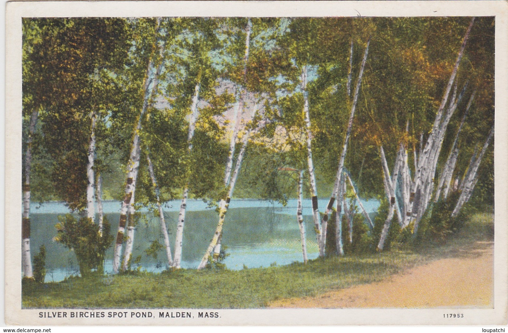 SILVER BIRCHES SPOT POND MALDEN MASS - Autres & Non Classés