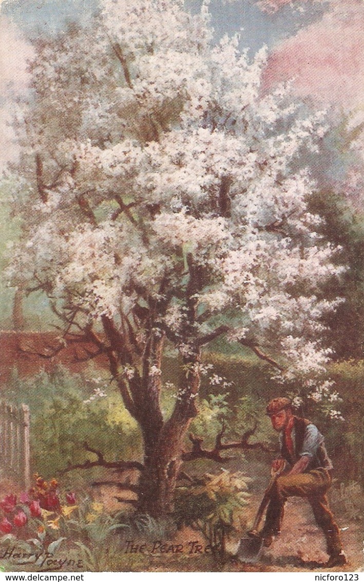 Harry Payne. The Pear Tree" Tuck Oilette Blossom Time Series PC # 10056 - Tuck, Raphael