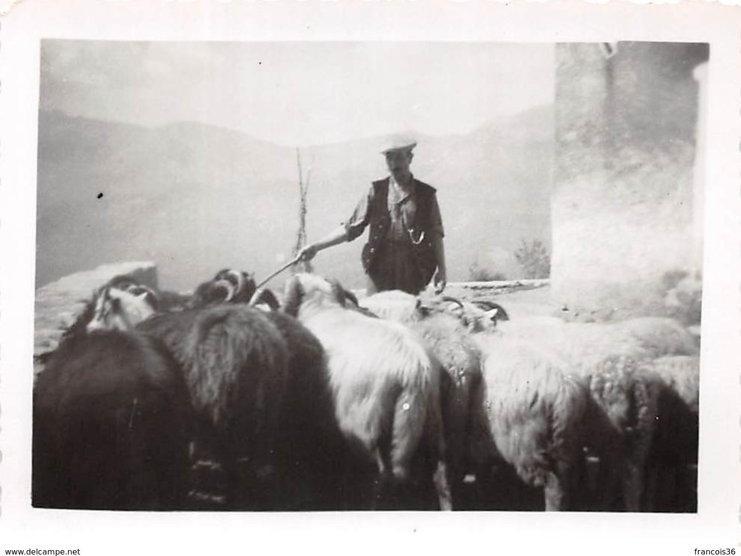 Photographie Circa 1940-1950 Berger Corse Et Son Troupeau à Alzi Ou San Damiano (autres Photos De Cette Série Localisées - Lugares