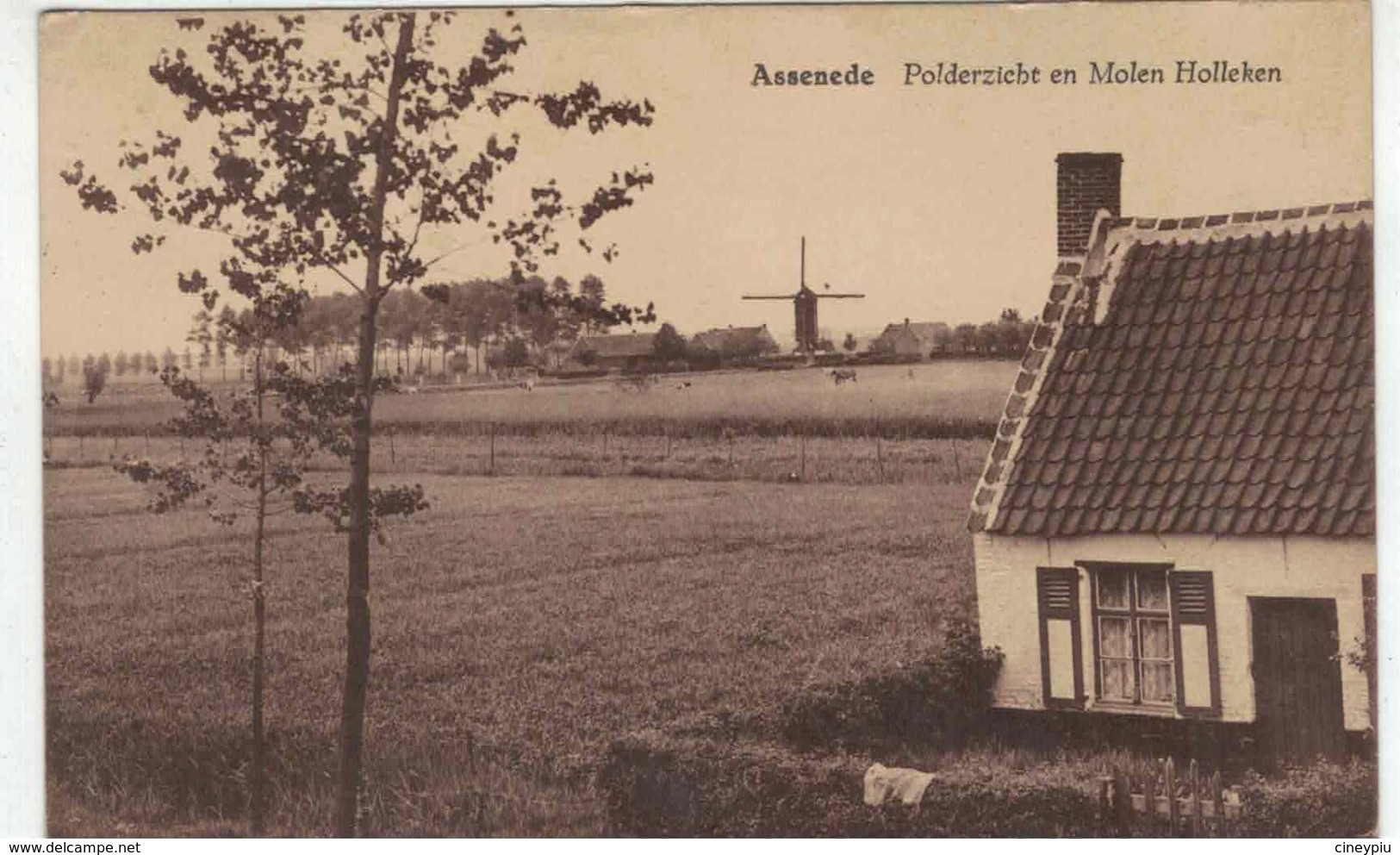 Assenede - Polderzicht En Molen Holleken - Uit. C. Pladet Aerts - RARE - Assenede