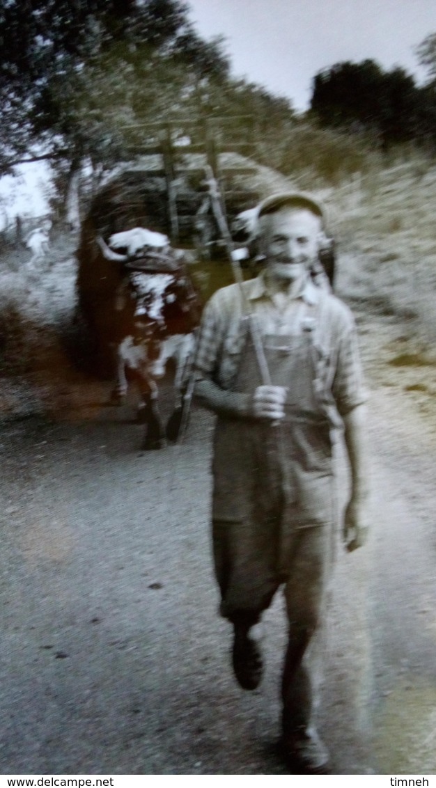 CPM. MARC PAYGNARD - LES Vosges - ATTELAGE BOEUF RACE VOSGIENNE - CHARIOT DE FOIN ET PAYSAN - Les Gens D'ici - Lorraine