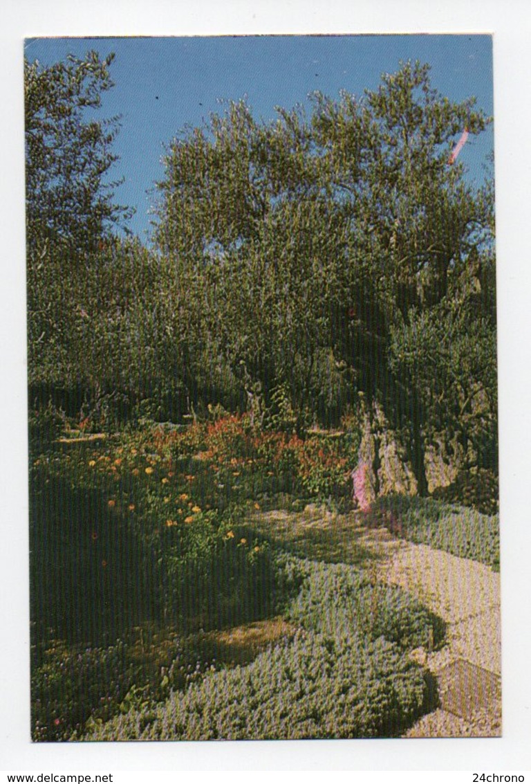 Israel: Jerusalem, Garden Of Gethsemane (19-1829) - Israel