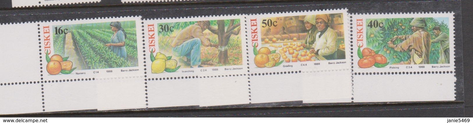 South Africa-Ciskei Scott 123-126 1988 Citrus Farming ,Mint Never Hinged - Ciskei