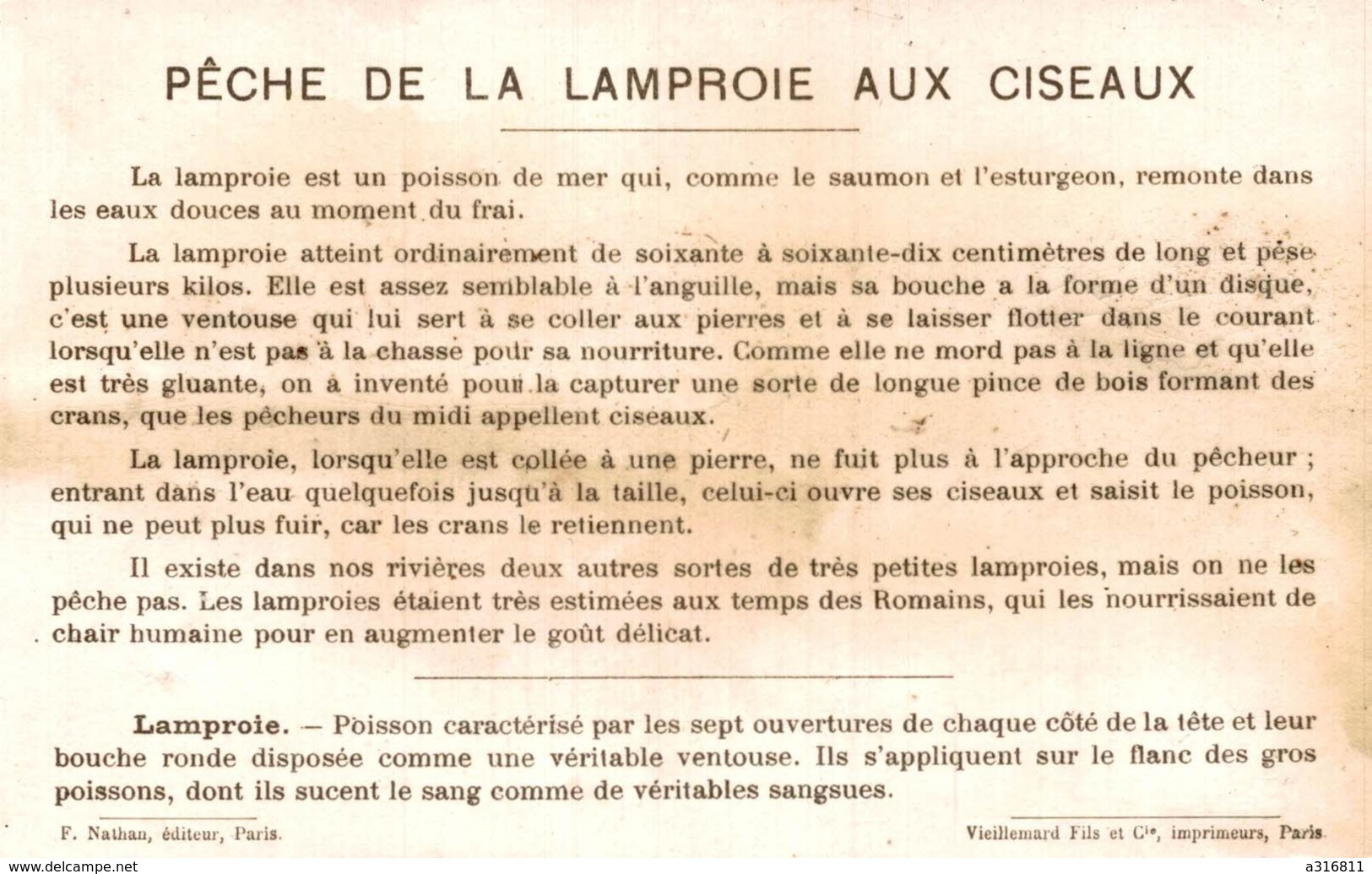 PECHE D'EAU DOUCE LA LAMPOIRE AUX CISEAUX (FRANCE MERIDIONALE) - Autres & Non Classés