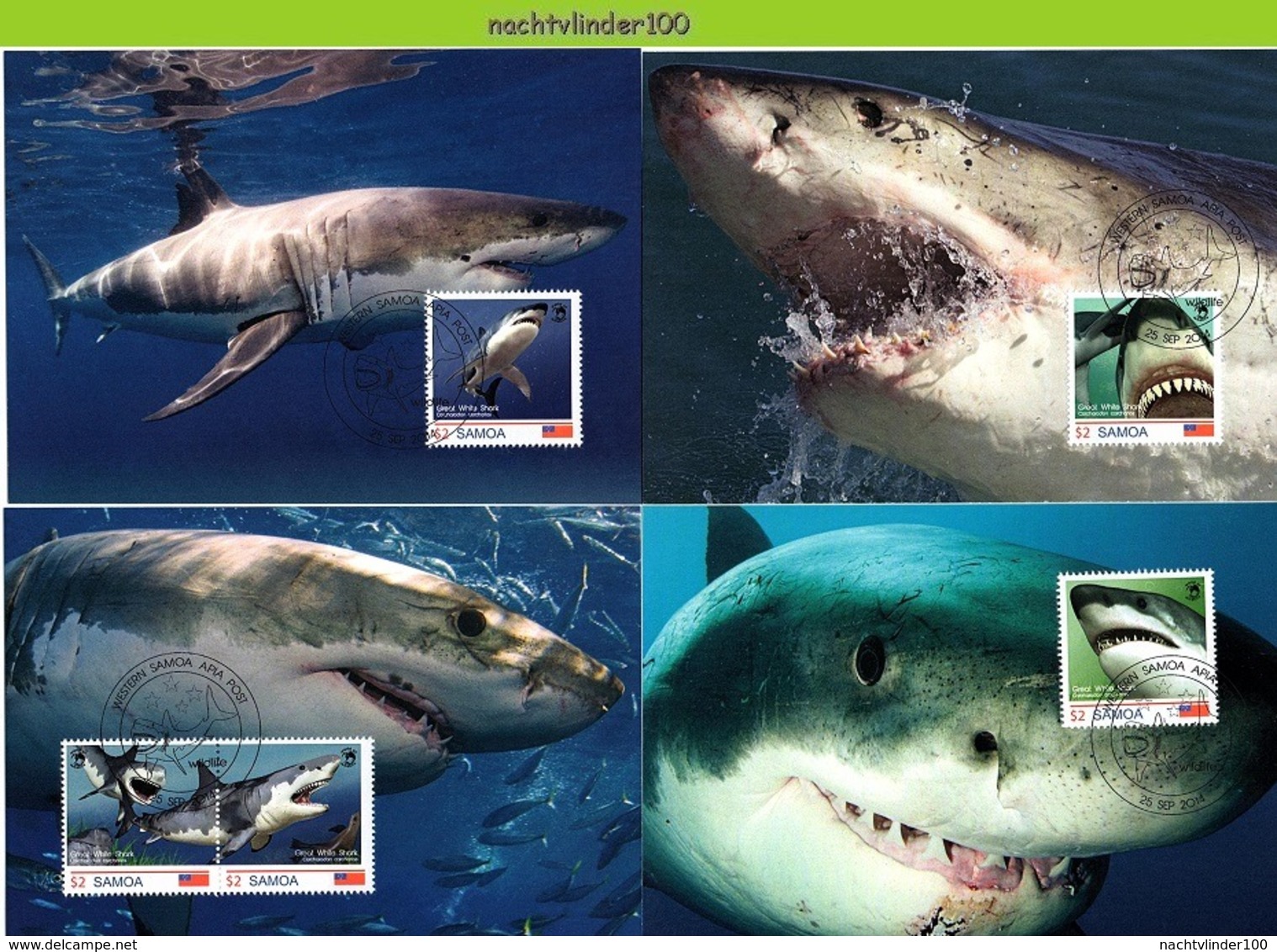 Nfd15mb FAUNA 'VISSEN FISH FISCHE' WITTE HAAI MENSENHAAI GREAT WHITE SHARK HAIE MARINE LIFE SAMOA 2014 MAX - Vie Marine