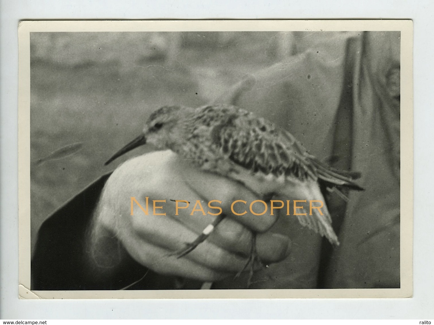 OUESSAN Ornithologie BECASSEAU VARIABLE Vers 1970 Grande Photo Finistère Bretagne Oiseau - Places