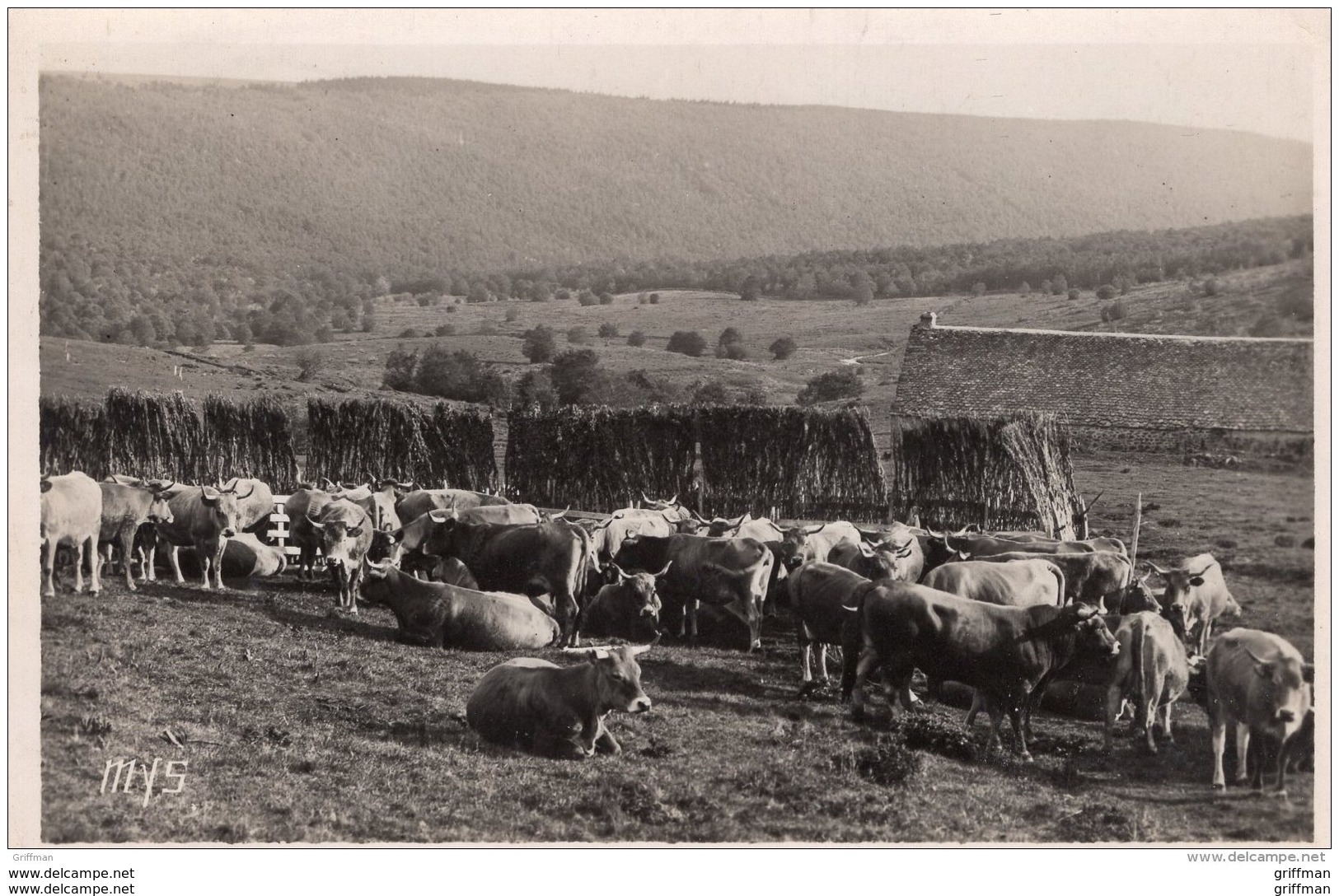 PATURAGES DANS L'AUBRAC CPSM 9X14 1954 TBE - Altri & Non Classificati