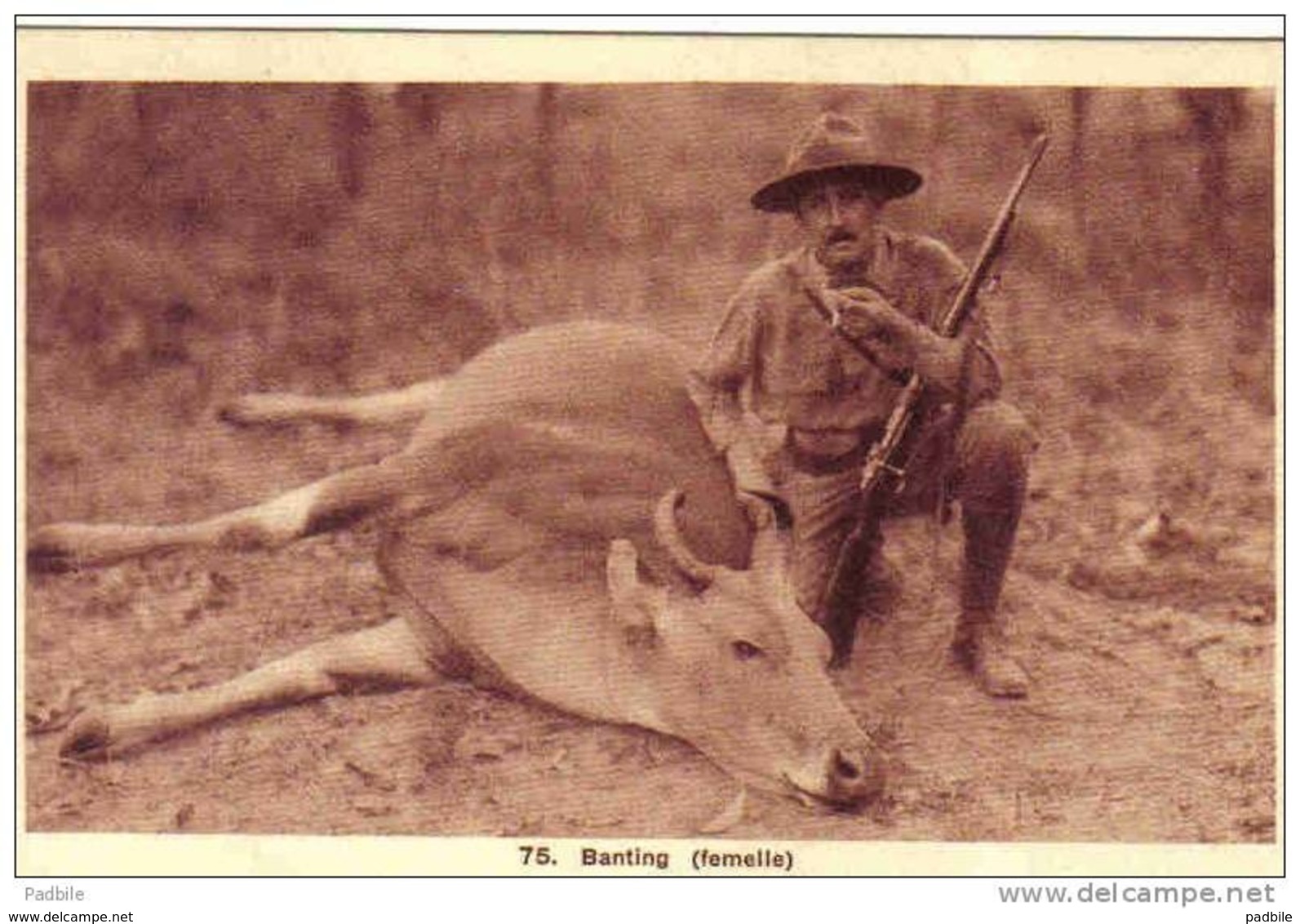 Carte Postale Saigon La Chasse En Indochine Mort D'un Banting  Femelle    Trés Beau Plan - Viêt-Nam