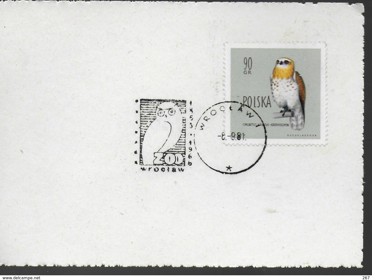 POLOGNE  Carte 1981 Oiseaux Hiboux Chouette - Owls