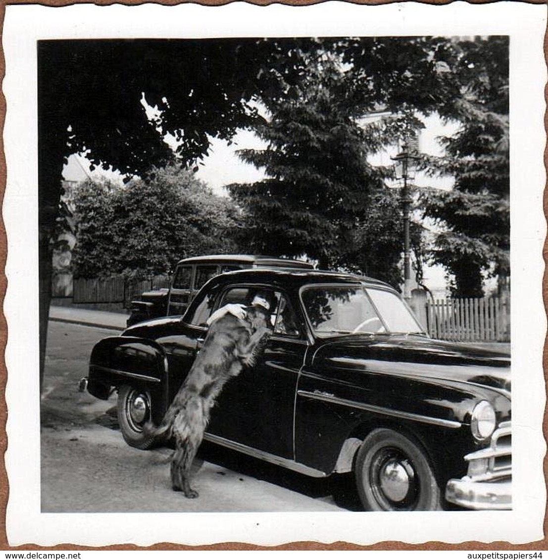 Petite Photo Originale Cadillac, Chevrolet, Vieille Américaine à Identifier Vers 1950 & Chien Setter Irlandais Rouge - Automobiles