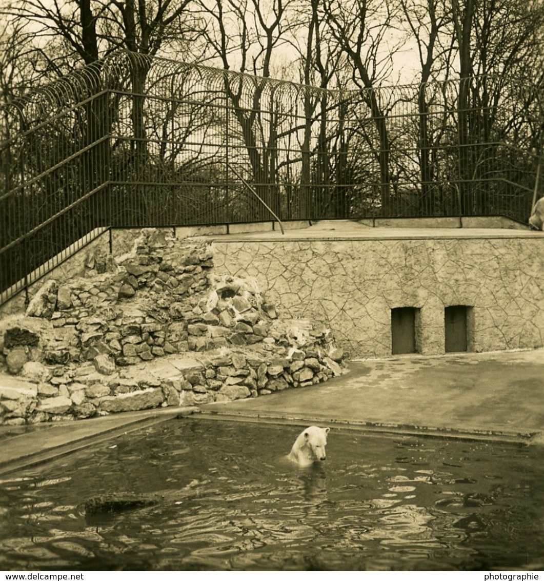 Danemark Copenhague Zoo Ours Polaire Ancienne Photo Stereo NPG 1900 - Stereoscopic