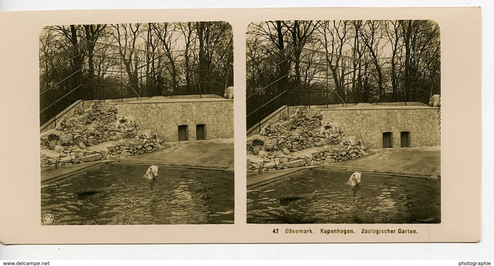 Danemark Copenhague Zoo Ours Polaire Ancienne Photo Stereo NPG 1900 - Stereoscopic