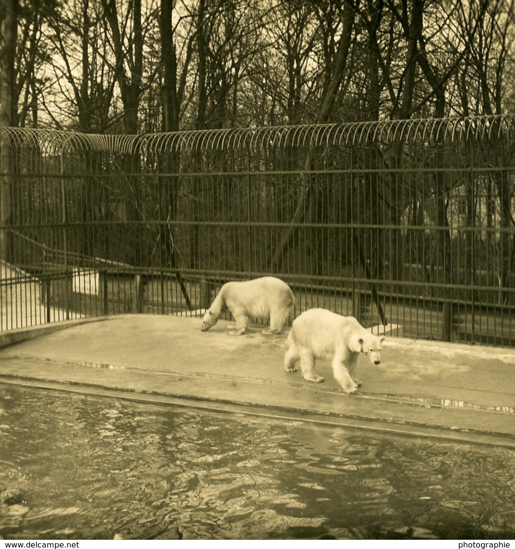 Danemark Copenhague Zoo Ours Polaire Ancienne Photo Stereo NPG 1900 - Photos Stéréoscopiques