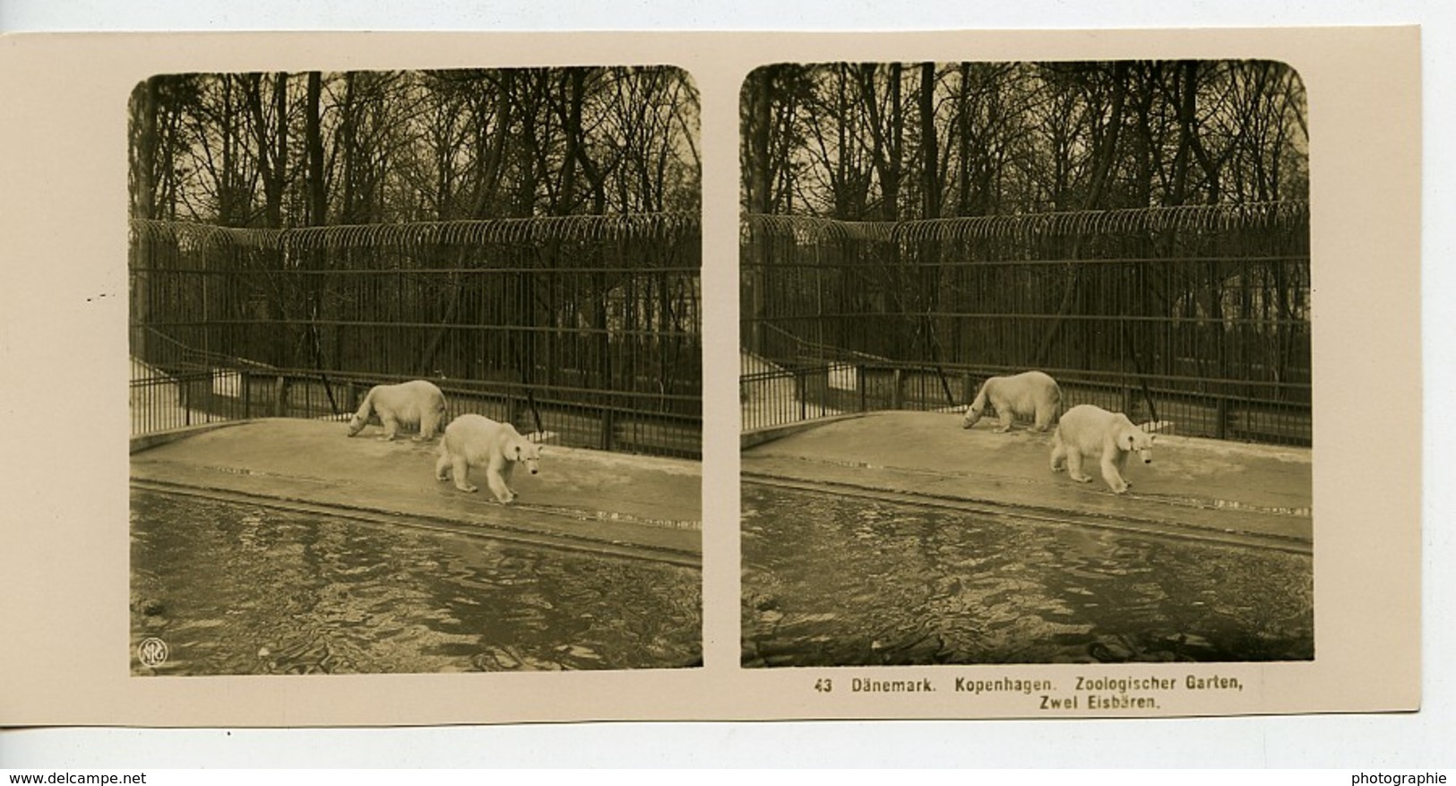 Danemark Copenhague Zoo Ours Polaire Ancienne Photo Stereo NPG 1900 - Photos Stéréoscopiques