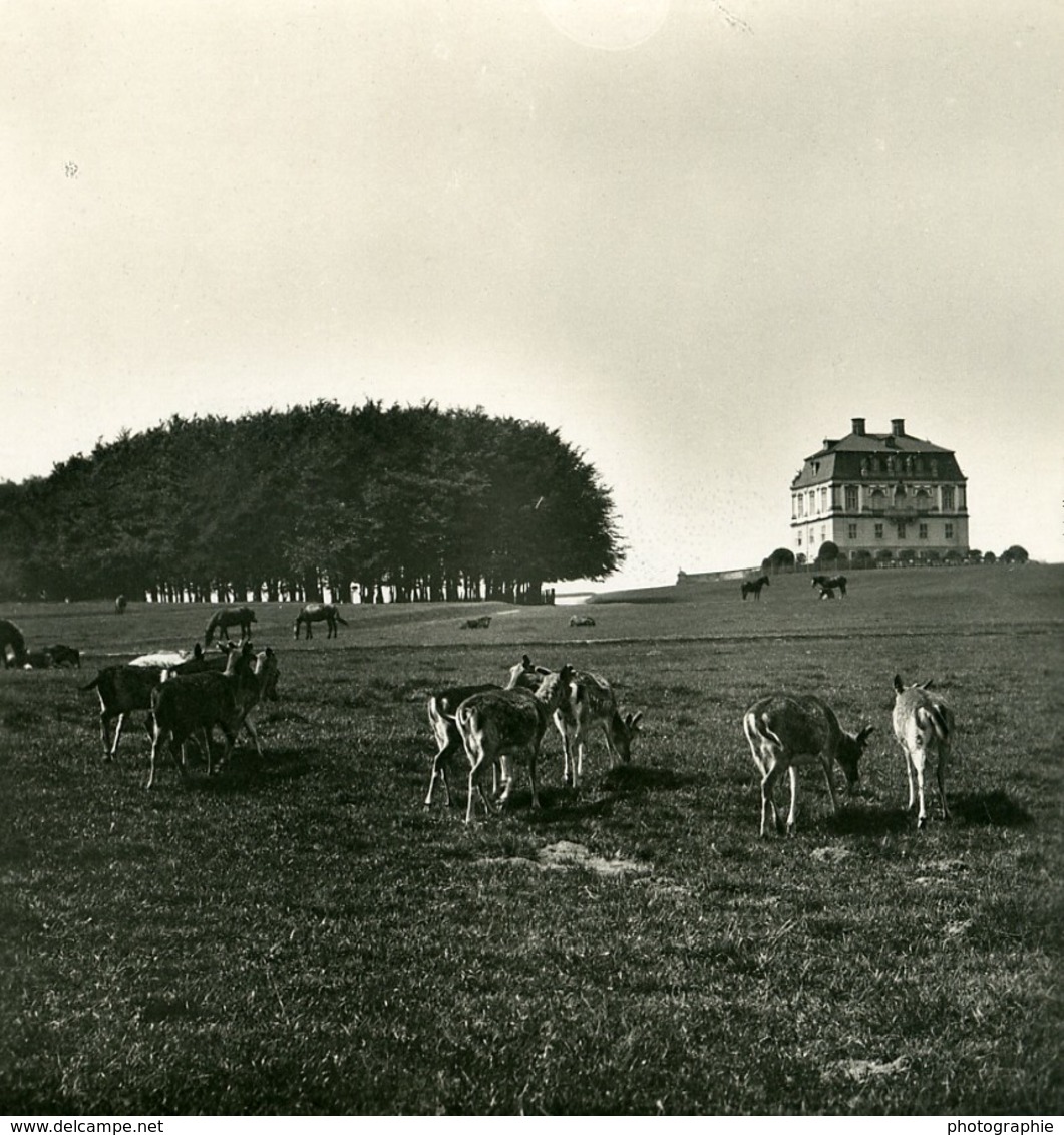 Danemark Jægersborg Dyrehave Hermitage Cerfs Ancienne Photo Stereo NPG 1900 - Photos Stéréoscopiques