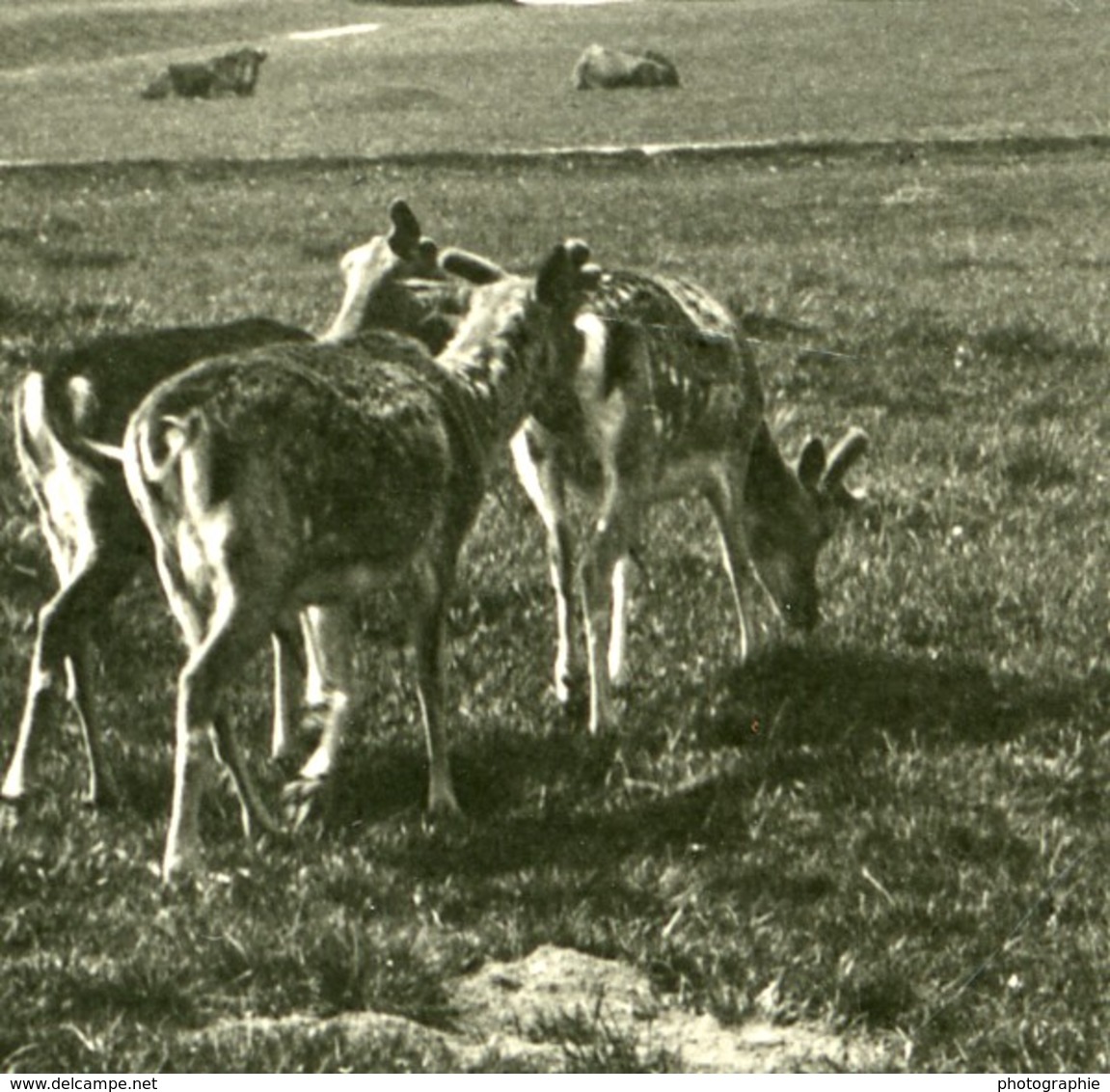 Danemark Jægersborg Dyrehave Hermitage Cerfs Ancienne Photo Stereo NPG 1900 - Photos Stéréoscopiques