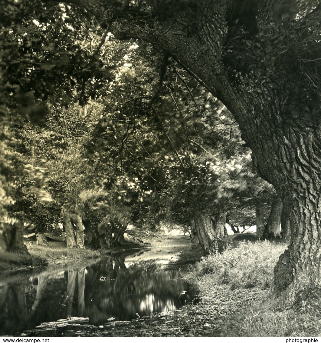 Danemark Copenhague Parc De Dyrehave Ancienne Photo Stereo NPG 1900 - Photos Stéréoscopiques