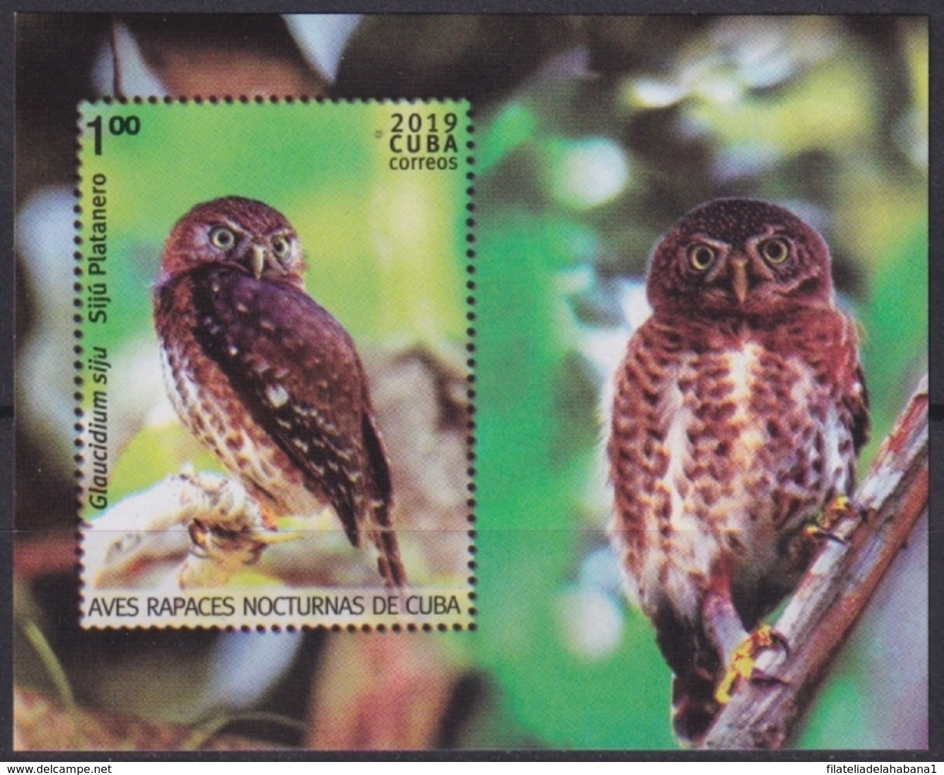 2019.63 CUBA 2019 MNH AVES NOCTURNAS NIGHT BIRD BUHOS LECHUZAS - Ongebruikt