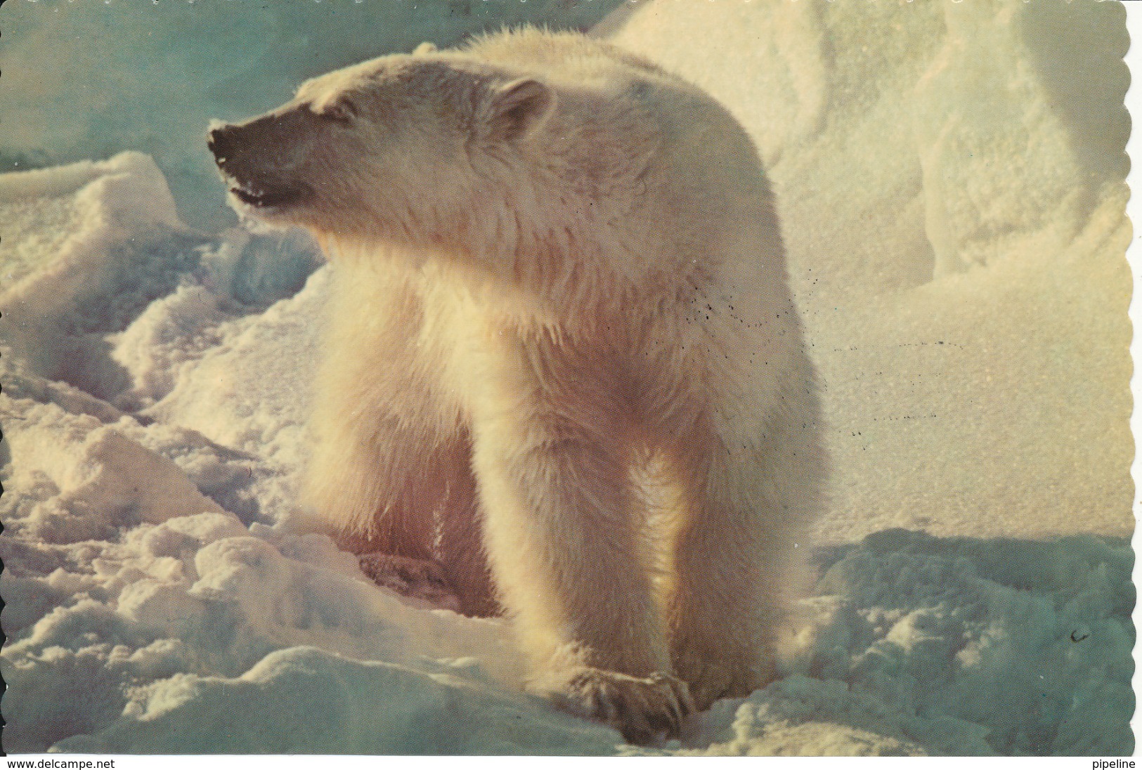 USA Postcard Polar Bear Local Post Deadhorse Alaska 11-7-1983 - Other & Unclassified