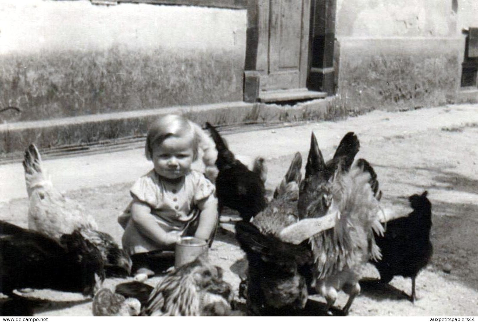 Photo Originale Ferme Et Très Jeune Volailler Nourrissant Ses Poules & Coqs à La Basse-cour Pour élevage De Volailles - Métiers