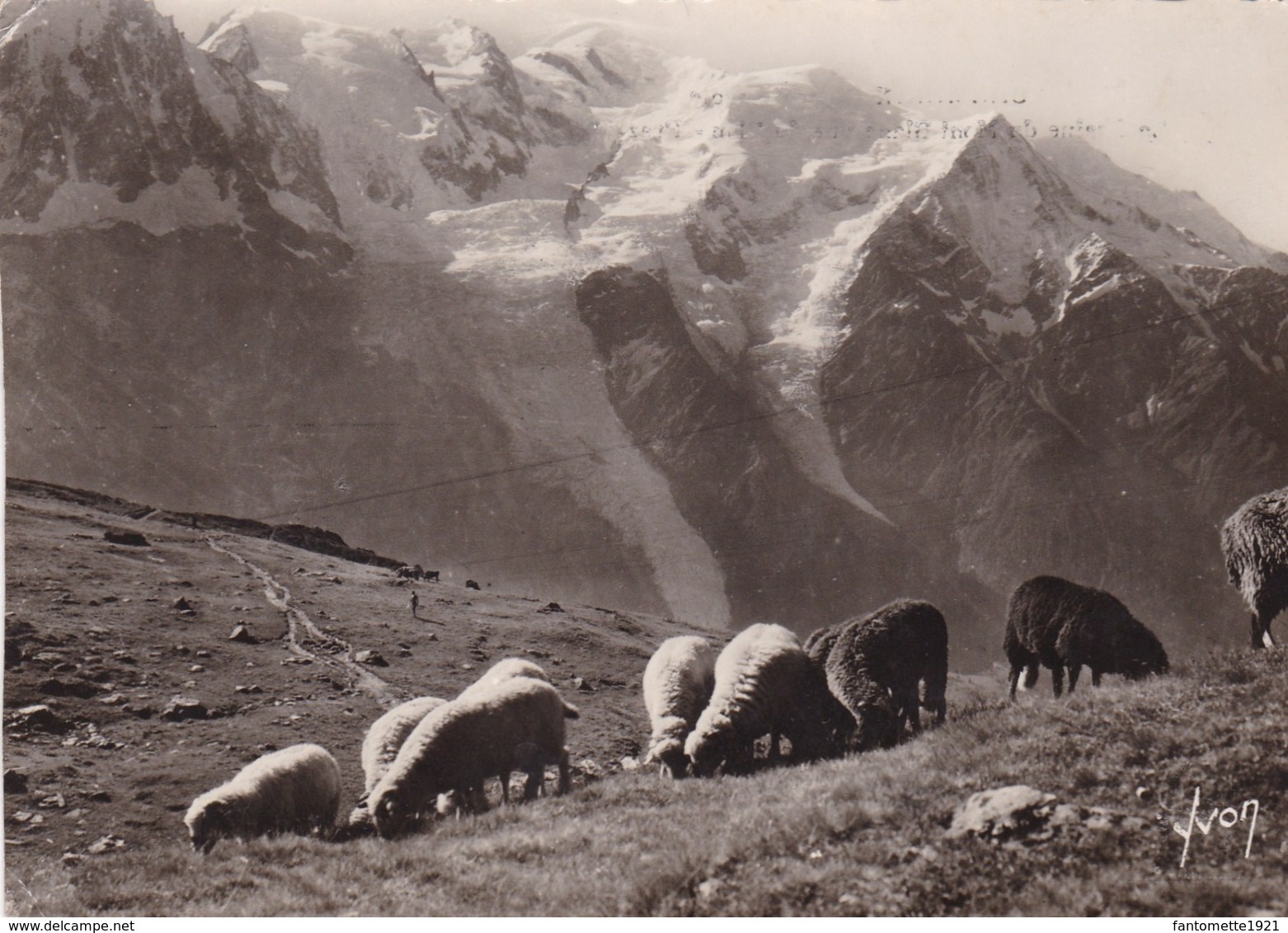 CHAMONIX/MOUTONS AU PATURAGE/ VU DU PLAN PRAZ (dil382) - Chamonix-Mont-Blanc