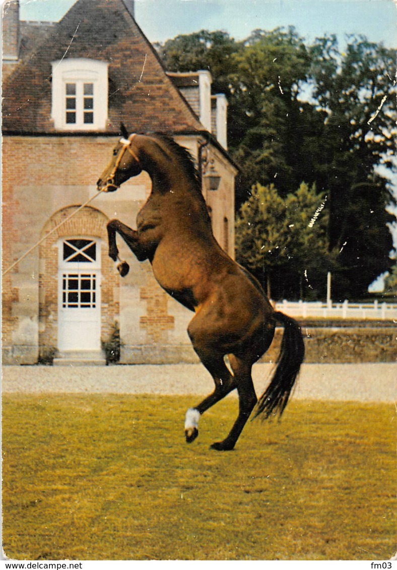 Le Pin Au Haras Canton Exmes Cheval - Sonstige & Ohne Zuordnung