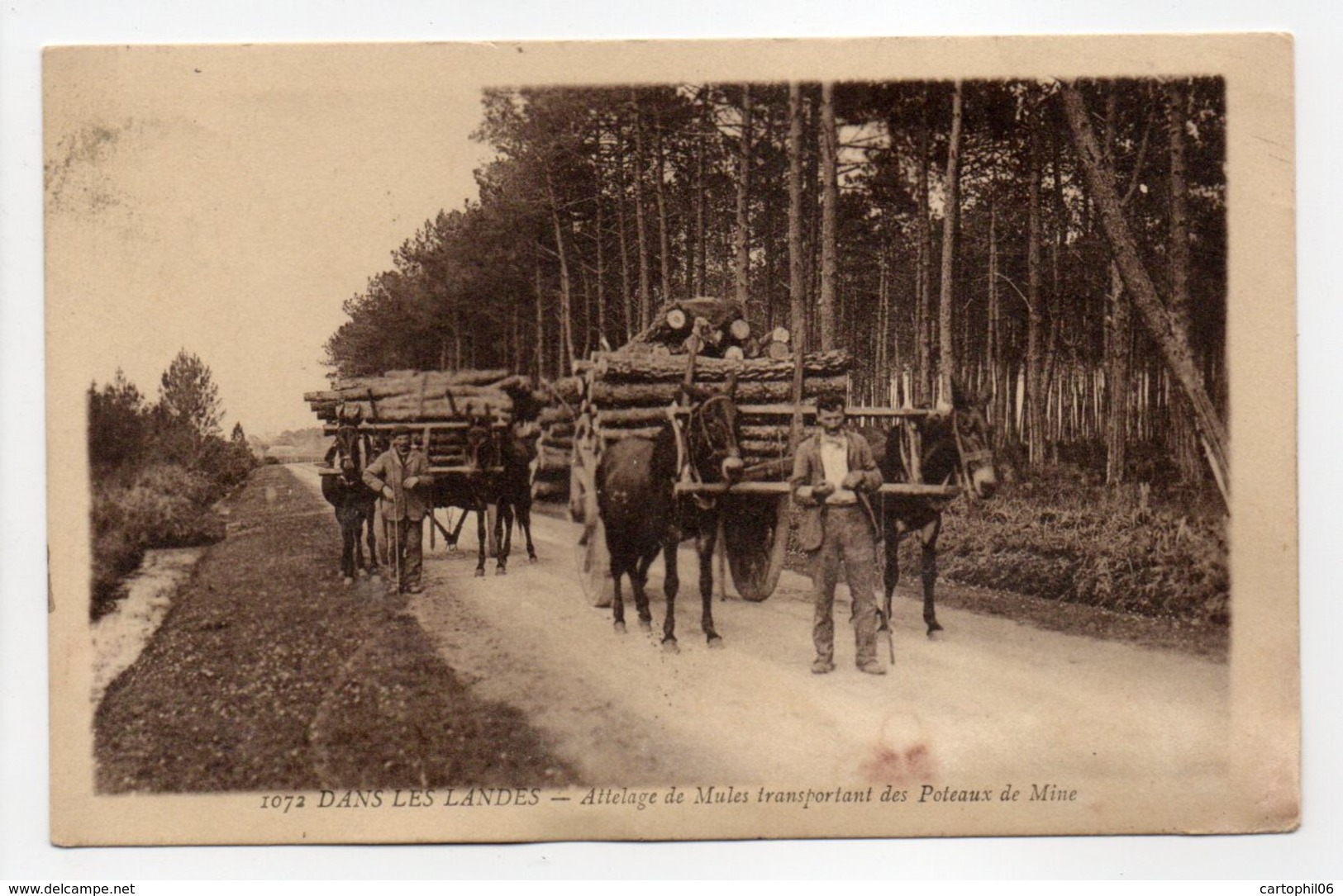 - CPA LANDES (40) - Attelage De Mules Transportant Des Poteaux De Mine 1930 (belle Animation) - Photo Gautreau 1072 - - Altri & Non Classificati