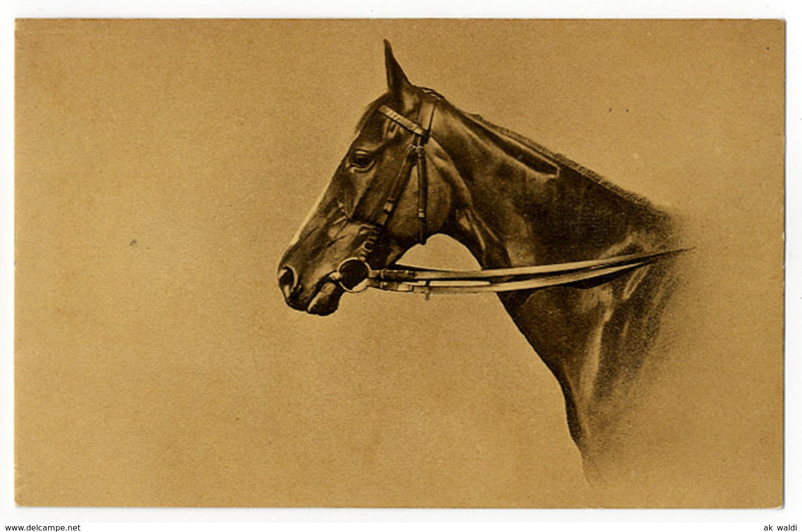 Pferd ( V ) - Cavalli