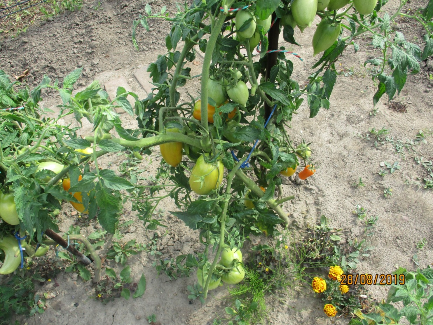 25 Graines De Tomate Andine Cornue Des Andres Cultiver En Serre Et Pleine Terre Sans Bouillie Bordelaise - Other & Unclassified