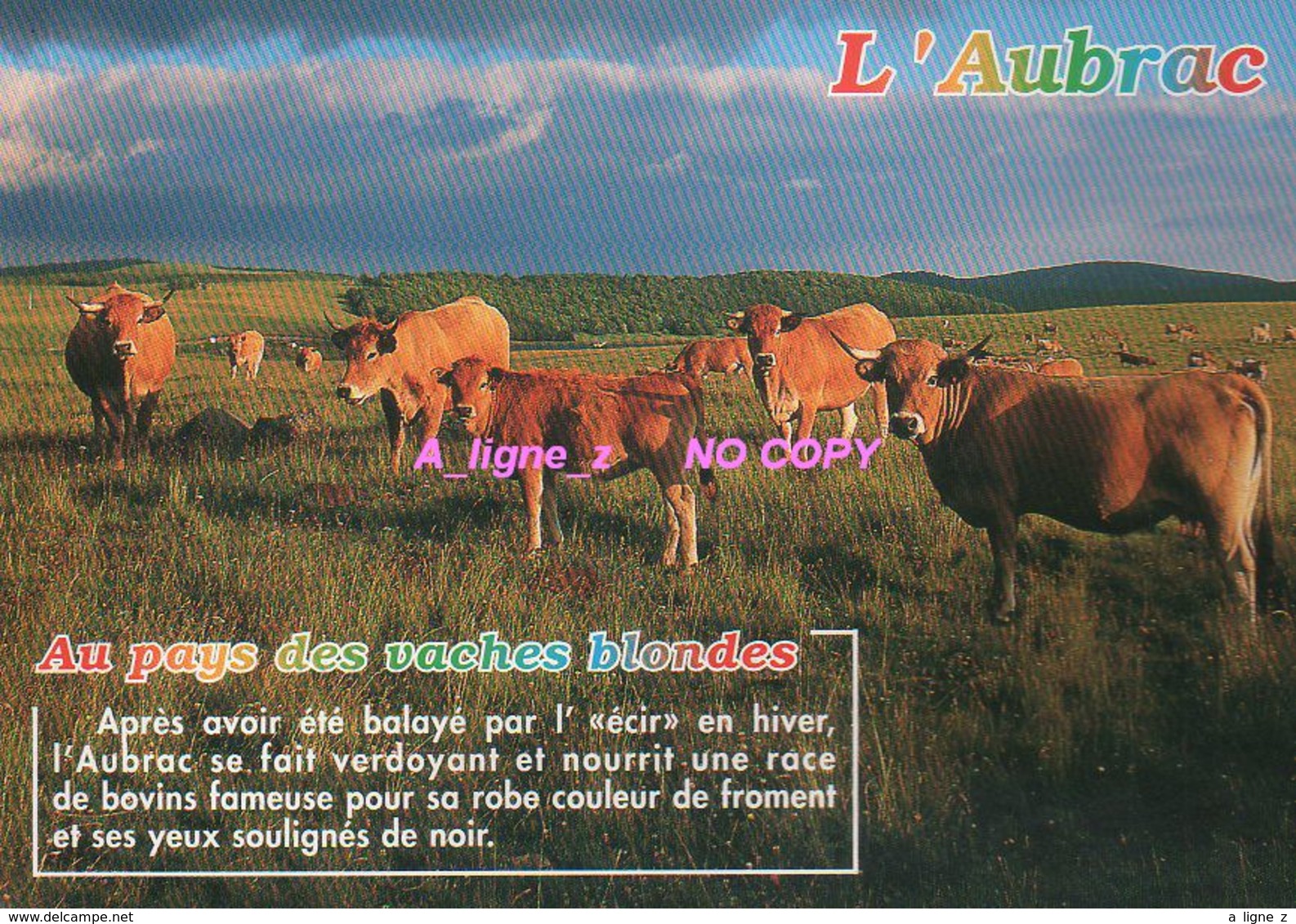 REF 427 : CPM Vache Vaches Cow L'aubrac - Cows