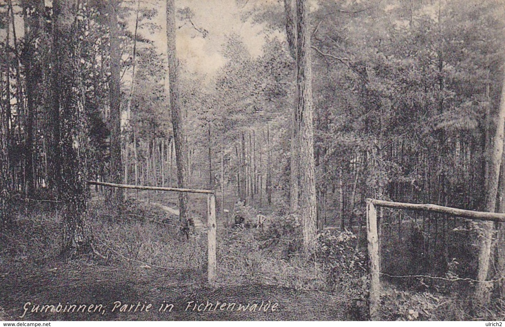 AK Gumbinnen - Partie In Fichtenwalde - 1907 (43560) - Ostpreussen