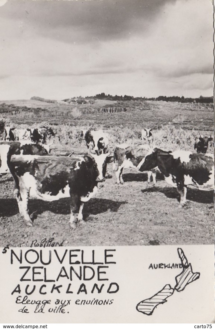 Océanie - New-Zealand - Auckland - Agriculture élevage Vaches - Nouvelle-Zélande