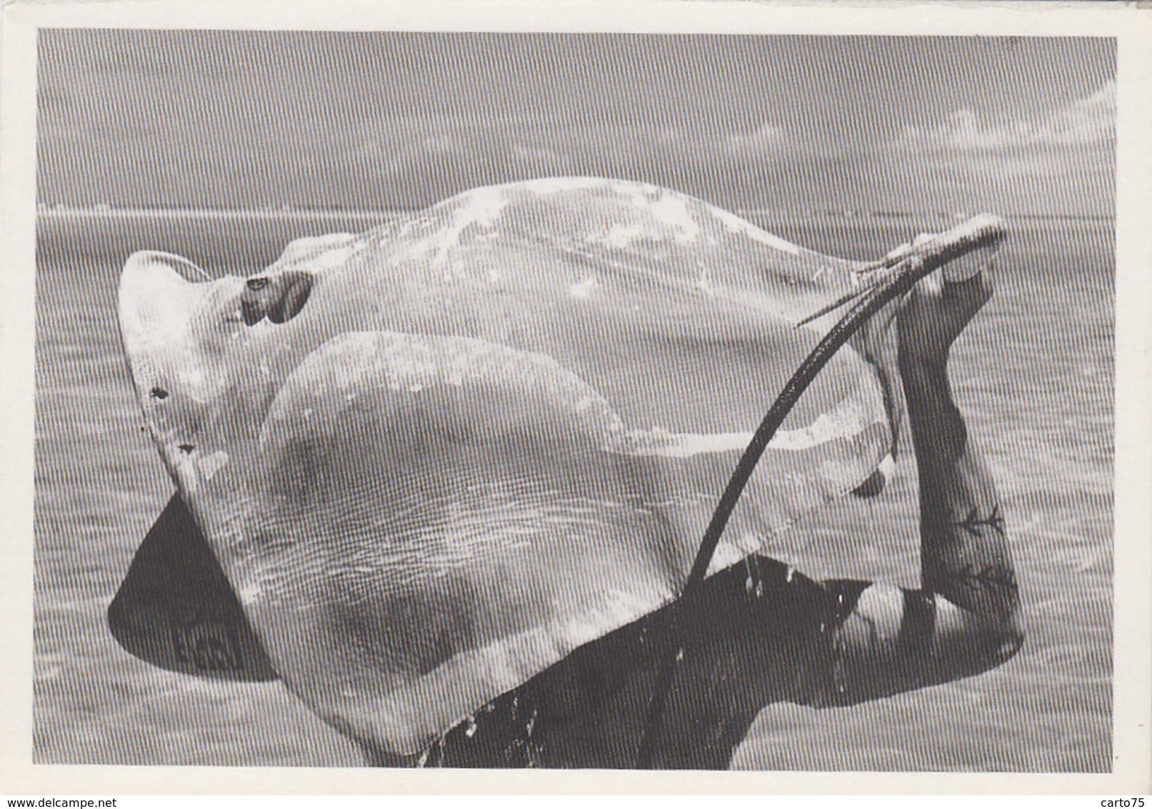 Océanie - Tahiti - Photo Gian Paolo Barbieri - Tatouage - Homme Raie Manta Sur La Tête - Tahiti