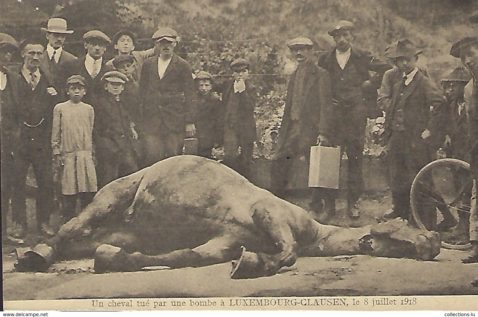 Un Cheval Tué Par Une Bombe à Luxembourg-Clausen,le 8.7.1918  -  Edit. Théo Wirol,Luxembourg-Gare - 1914-18