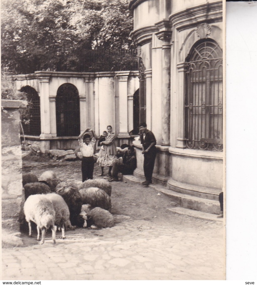 TURQUIE EYUB Moutons 1957 Photo Amateur Format Environ 7;5 Cm X 5,5 Cm - Lieux