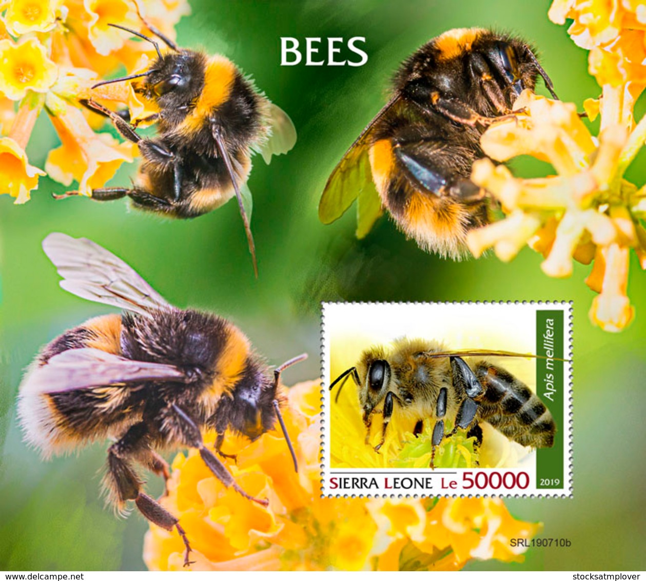 Sierra Leone 2019 Fauna  Bees S201908 - Sierra Leone (1961-...)