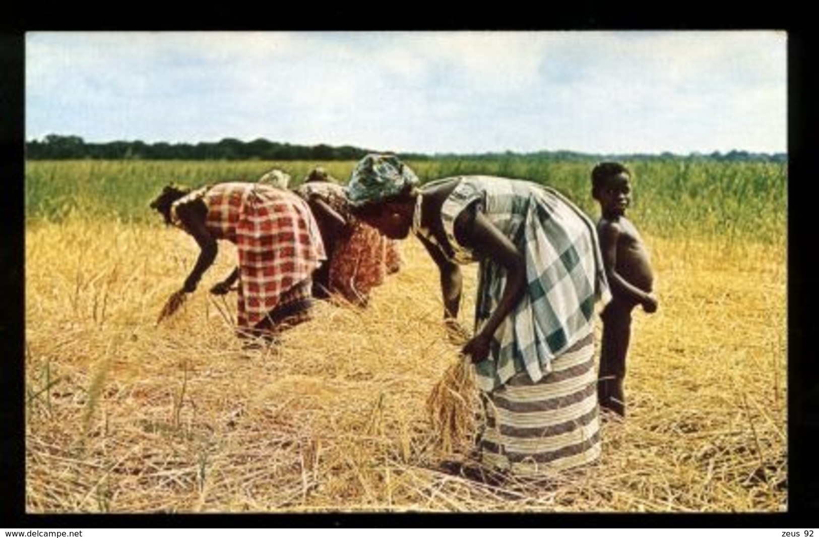 C2118 SIERRA LEONE - HARVESTING SWAMP RICE AFRICAN FOLKLORE ETHNICS COSTUMES PEOPLE - Sierra Leone