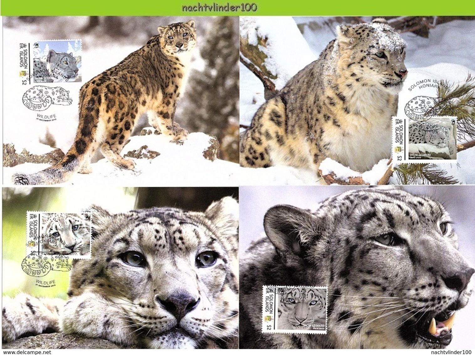 Nfd17mb FAUNA WILDE KAT ROOFKAT SNEEUWLUIPAARD SNOW LEOPARD WILD CAT KATZEN FELINS SOLOMON ISLANDS 2012 MAX - Roofkatten