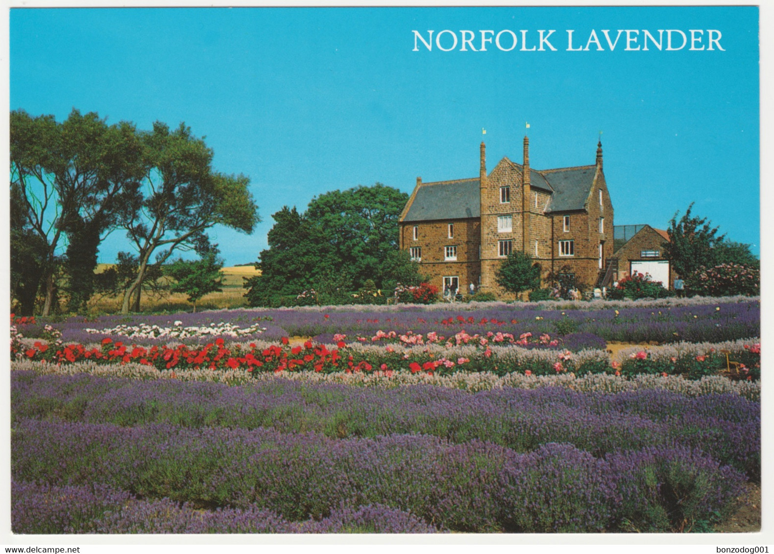 Lavender Field At Heacham, King’s Lynn, Norfolk. Unposted - Autres & Non Classés