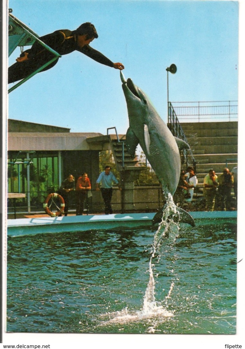 L120B681 - Barcelone - Parc Zoologique - Dauphins - - Barcelona