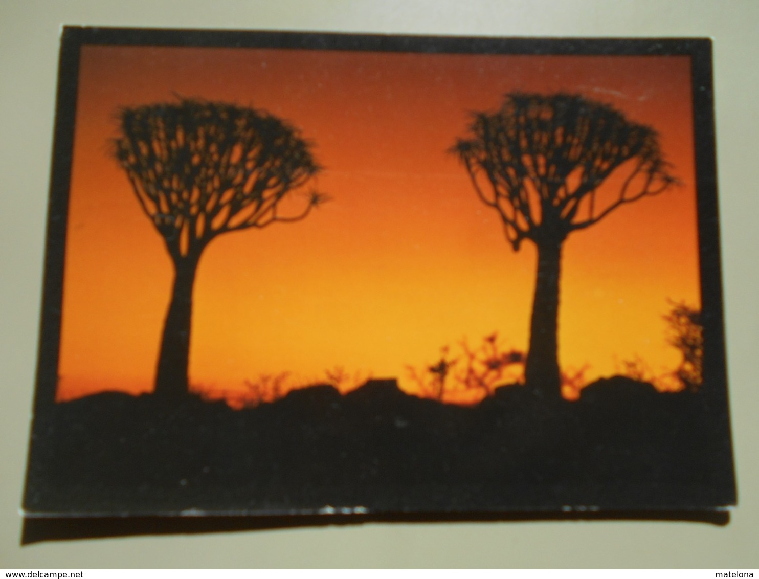 NAMIBIE ALOE DICHOTOMA QUIVER TREE SILHOUETTES NAMIBIA - Namibia